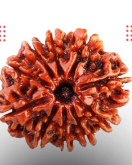 10 Mukhi Rudraksha, Nepali Bead