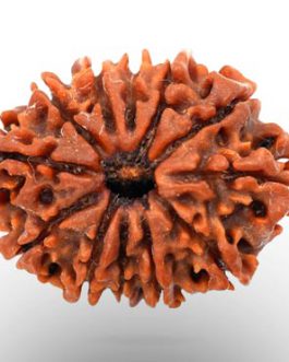 12 Mukhi Rudraksha
