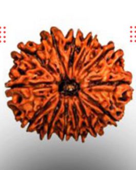 13 Mukhi Rudraksha
