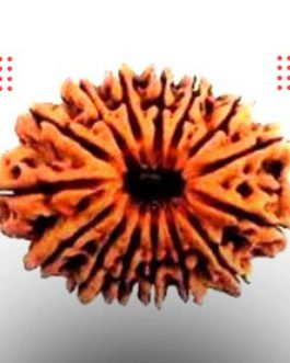 15 Mukhi Rudraksha