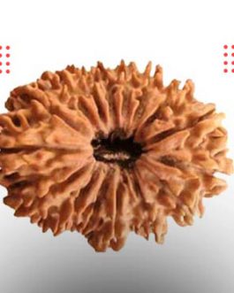 16 Mukhi Rudraksha