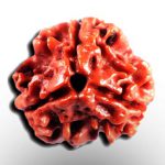 3 Mukhi Rudraksha
