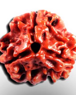 3 Mukhi Rudraksha