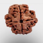 4 Mukhi Rudraksha