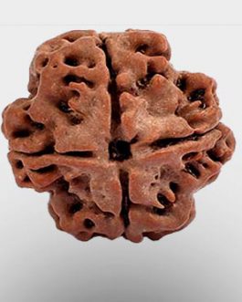 4 Mukhi Rudraksha