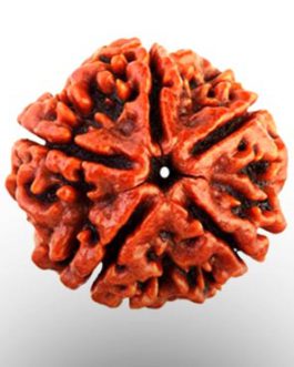 5 Mukhi Rudraksha | Nepali