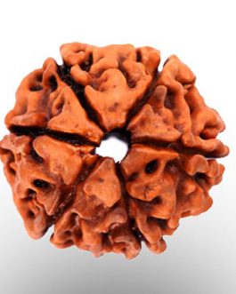 6 Mukhi Rudraksha