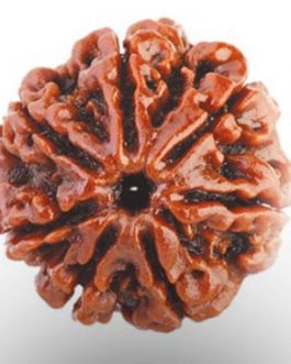 7 Mukhi Rudraksha, Nepali Bead