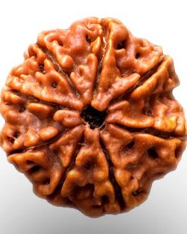 8 Mukhi Rudraksha