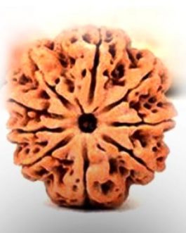 9 Mukhi Rudraksha