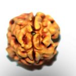 2 Mukhi Rudraksha
