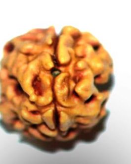 2 Mukhi Rudraksha