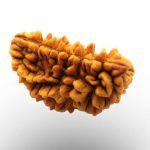 1 Mukhi Rudraksha