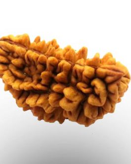 1 Mukhi Rudraksha