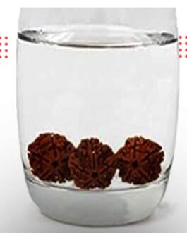 Water Therapy – 5 Mukhi Nepali Rudraksha Bead